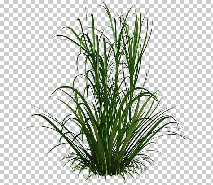 Ornamental Grass PNG, Clipart, Aquarium Decor, Chrysopogon Zizanioides, Commodity, Evergreen, Flower Free PNG Download