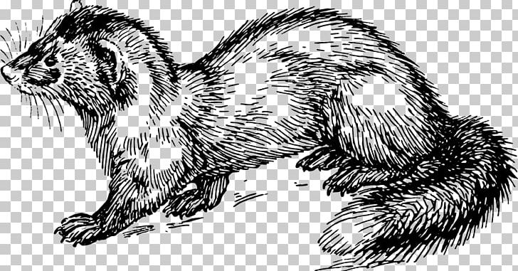 Polecat-ferret Hybrid Marten PNG, Clipart, Animals, Black And White, Carnivoran, Computer Icons, Digital Image Free PNG Download