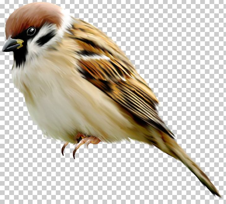 Sparrow PNG, Clipart, Sparrow Free PNG Download