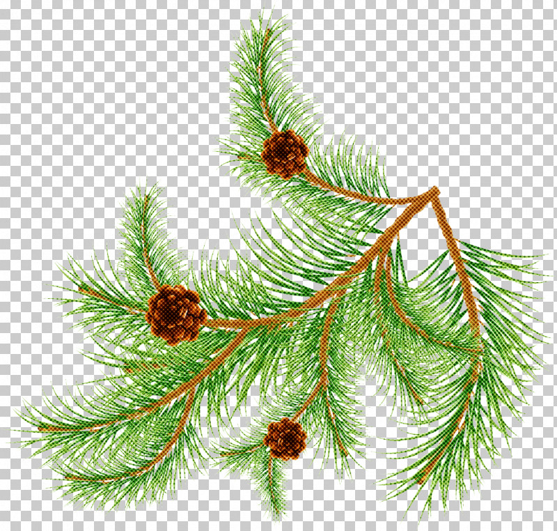 Shortleaf Black Spruce Columbian Spruce Balsam Fir Jack Pine White Pine PNG, Clipart, American Larch, American Pitch Pine, Balsam Fir, Branch, Canadian Fir Free PNG Download