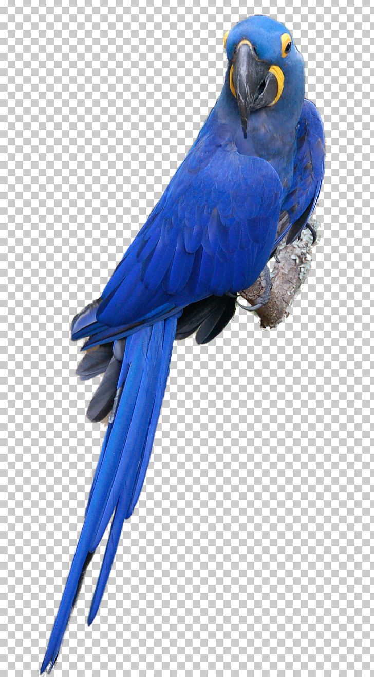 Scarlet Macaw Parrot Blue-and-yellow Macaw Bird Budgerigar PNG, Clipart, Animals, Aratinga, Beak, Bird, Blueandyellow Macaw Free PNG Download