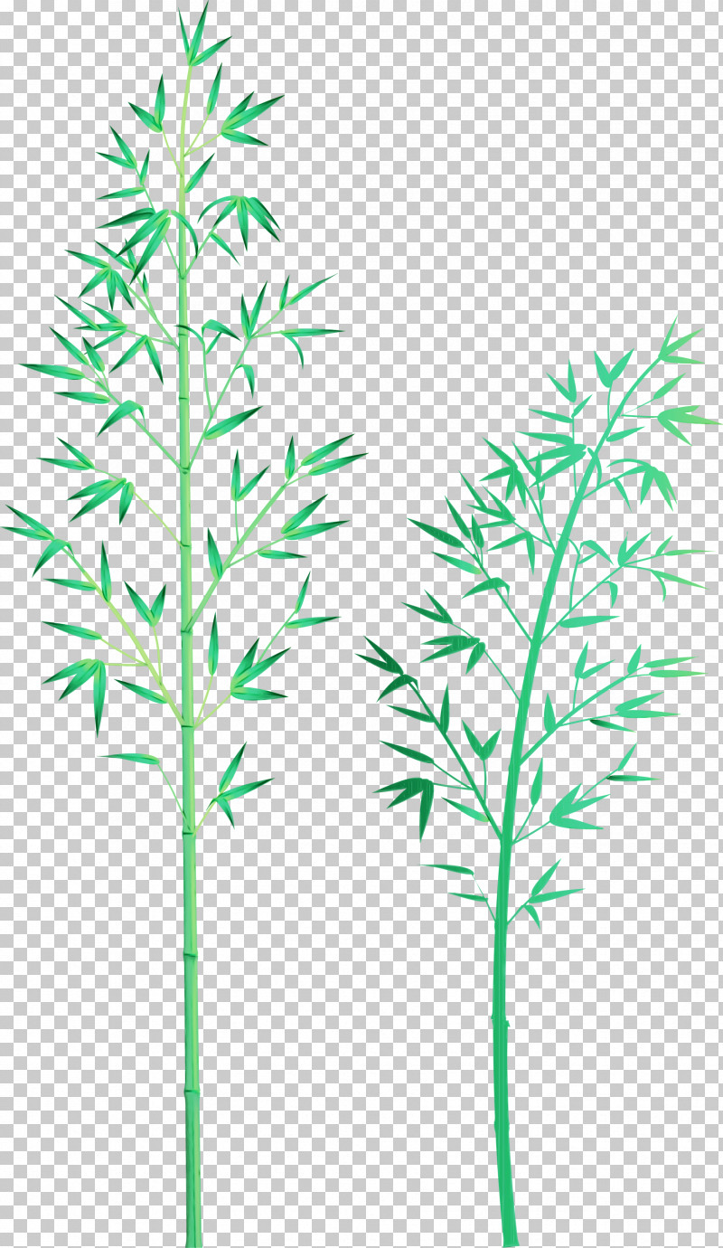 Plant Leaf Grass Family Plant Stem Grass PNG, Clipart, American Larch, Bamboo, Flower, Grass, Grass Family Free PNG Download