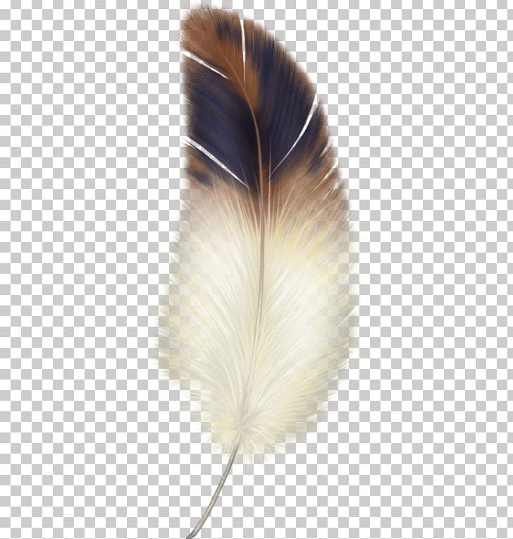 Bird Feather PNG, Clipart, Animals, Autocad Dxf, Bird, Color, Eagle Feather Law Free PNG Download