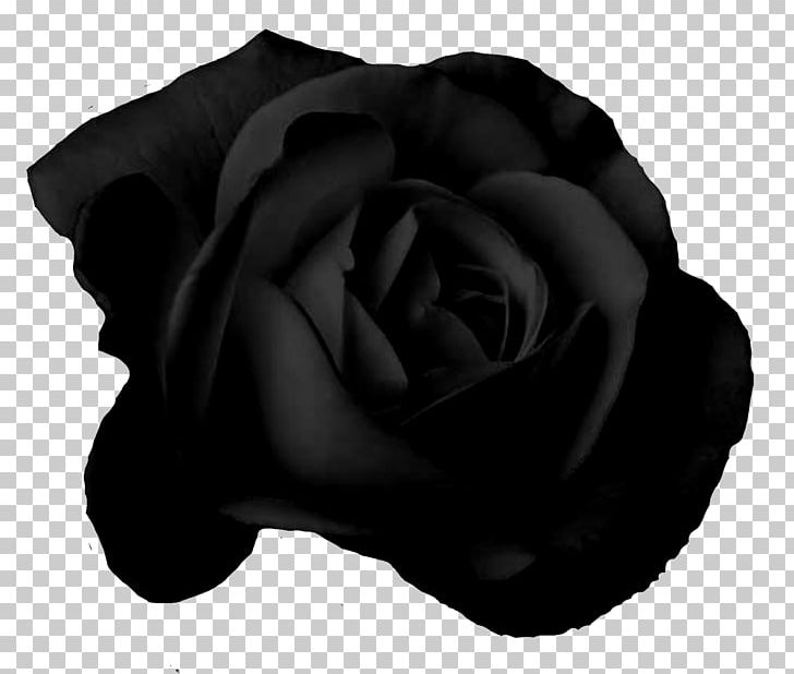 Garden Roses Blood PNG, Clipart, Black, Black And White, Blood, Closeup, Corazon Free PNG Download