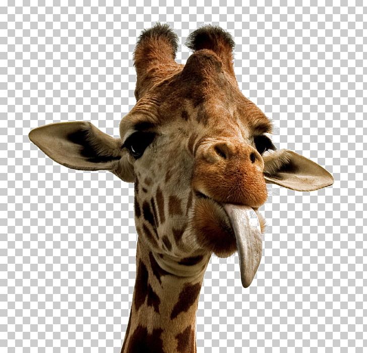 Giraffe Desktop Cuteness High-definition Video PNG, Clipart, Animals, Com, Cuteness, Desktop Wallpaper, Display Resolution Free PNG Download
