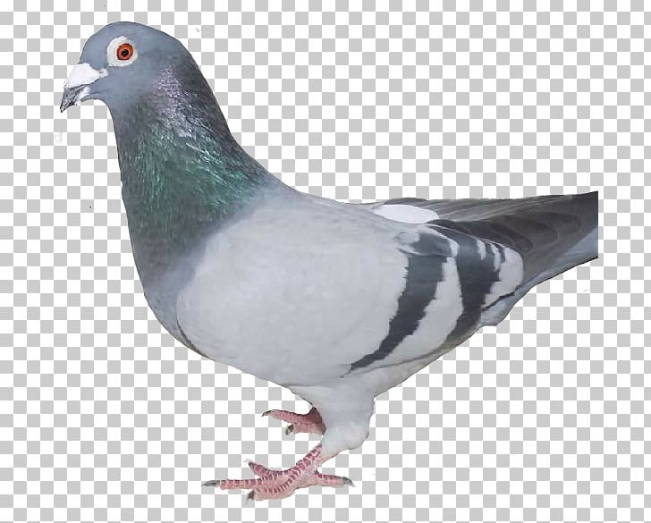Stock Dove Columbidae Domestic Pigeon Feral Pigeon Bird PNG, Clipart, Animals, Beak, Bird, Columbidae, Common Wood Pigeon Free PNG Download
