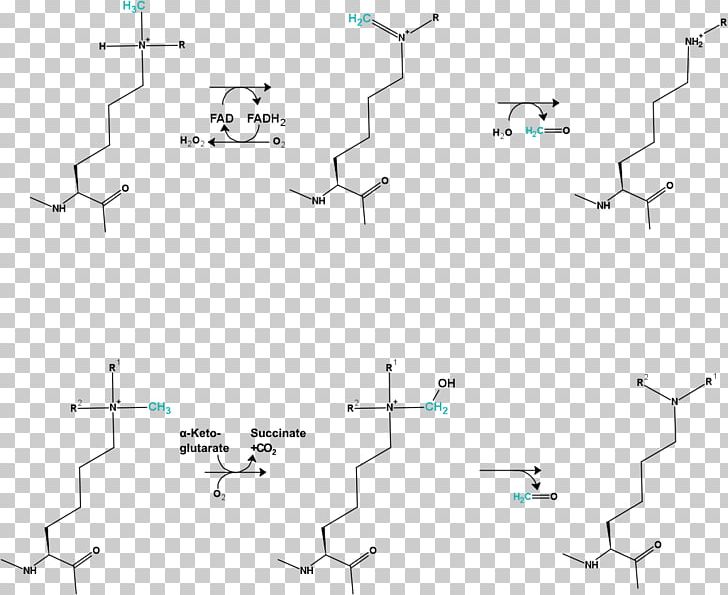 Demethylation DNA Methylation Histone Methylation PNG, Clipart, Angle, Area, Boron Tribromide, Demethylation, Diagram Free PNG Download