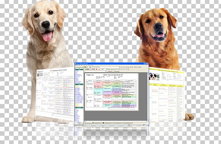 Golden Retriever Puppy Dog Breed Companion Dog PNG, Clipart, Breed, Car, Carnivoran, Ceramic, Companion Dog Free PNG Download