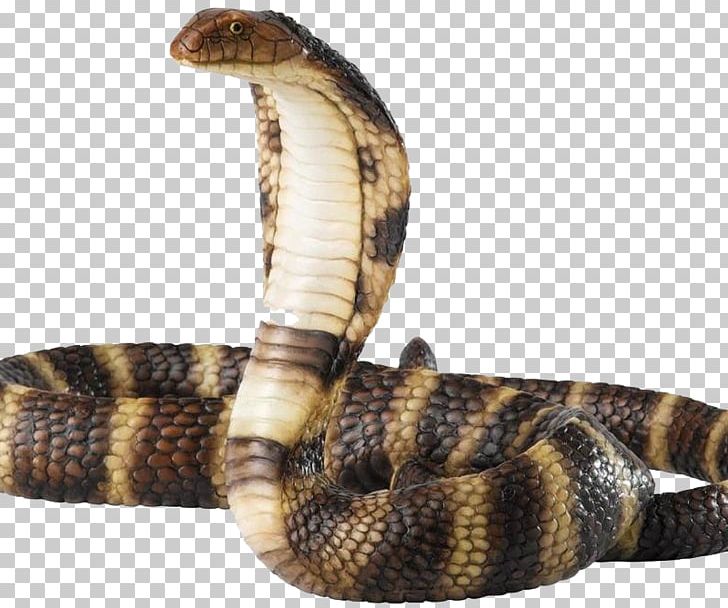 Rattlesnake Cobra PNG, Clipart, Animals, Cobra, Computer Icons, Desktop Wallpaper, Egyptian Cobra Free PNG Download