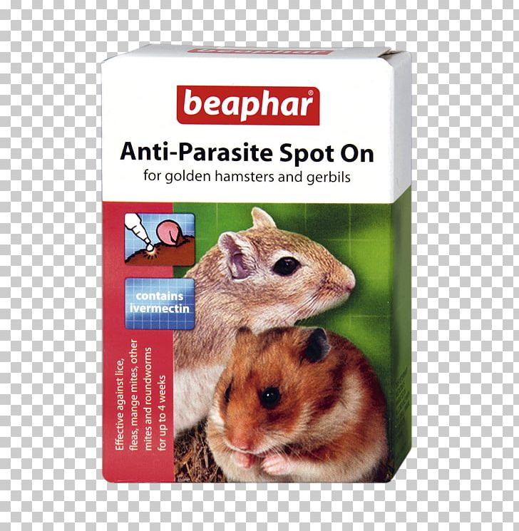 Golden Hamster Hamsters & Gerbils Hamster And Gerbil PNG, Clipart, Chipmunk, Dormouse, Fauna, Gerbil, Golden Hamster Free PNG Download