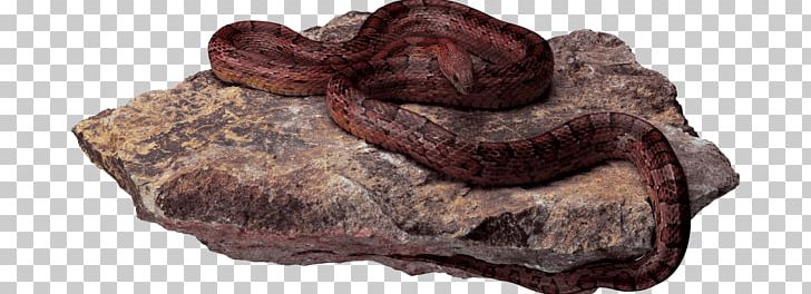 Snake Encapsulated PostScript PhotoScape PNG, Clipart, Animals, Encapsulated Postscript, Fur, Image File Formats, Medicinal Mushroom Free PNG Download