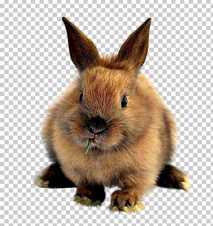 Easter Bunny Domestic Rabbit Mountain Hare PNG, Clipart, Animal, Animals, Domestic Rabbit, Dwarf Rabbit, Easter Free PNG Download