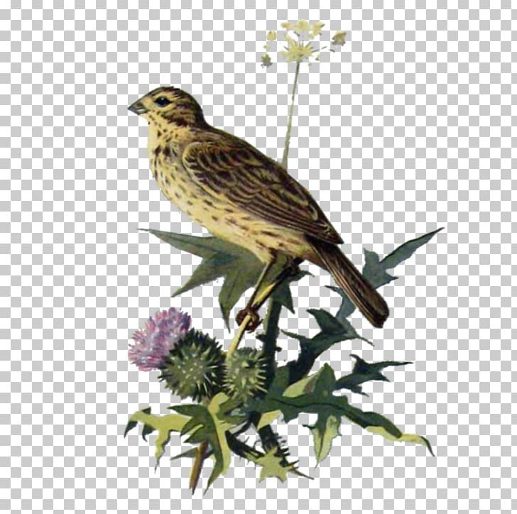 Finches House Finch American Sparrows Bird Ortolan Bunting PNG, Clipart, American Sparrows, Beak, Bird, Buzzard, Common Reed Bunting Free PNG Download
