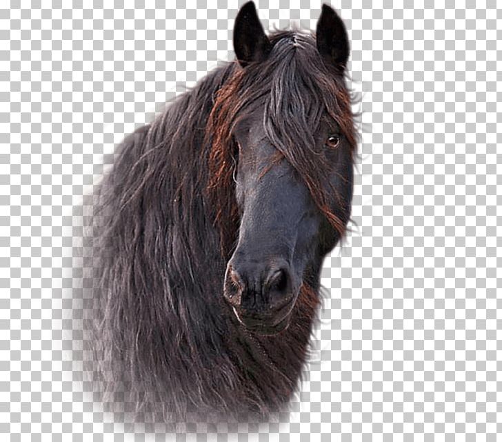 Mane Horse Hoof Pony Halter PNG, Clipart, Animals, Bridle, Equus, Fur, Groom Free PNG Download