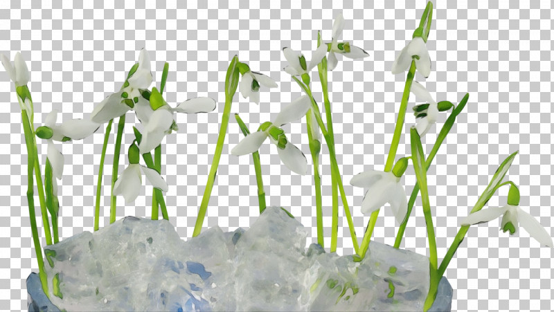 Snowdrop Flower Galanthus Plant Grass PNG, Clipart, Amaryllis Family, Flower, Galanthus, Grass, Grass Family Free PNG Download
