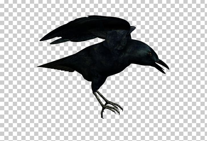 American Crow Rook New Caledonian Crow Common Raven PNG, Clipart, American Crow, Animals, Beak, Bird, Common Raven Free PNG Download