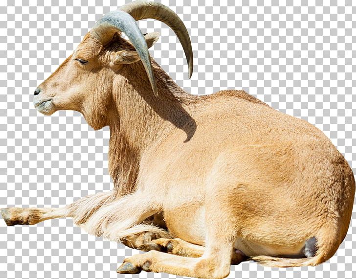 American Tunis Ovis Orientalis Barbary Sheep Goat Cattle PNG, Clipart, Alpine Ibex, American Tunis, Animals, Barbary Sheep, Caprinae Free PNG Download