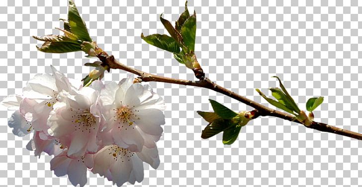 Cherry Blossom Flower PNG, Clipart, Blossom, Branch, Bud, Cherry, Cherry Blossom Free PNG Download