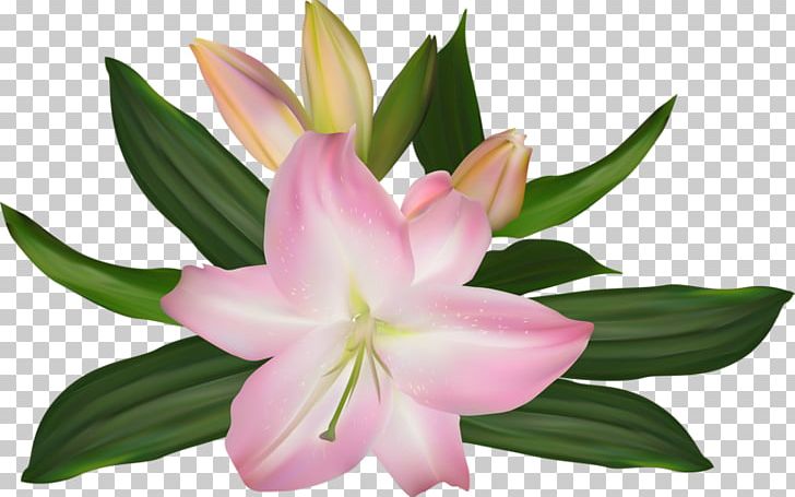 Lilium Pink Flower Illustration PNG, Clipart, Botanical Illustration, Cut Flowers, Flora, Flower, Flowering Plant Free PNG Download