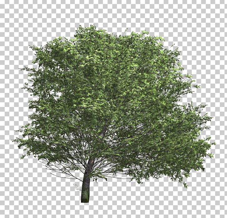 Tree Texture Mapping Shrub 3D Modeling PNG, Clipart, 3d Computer Graphics, 3d Modeling, Arecaceae, Branch, Bushes Free PNG Download