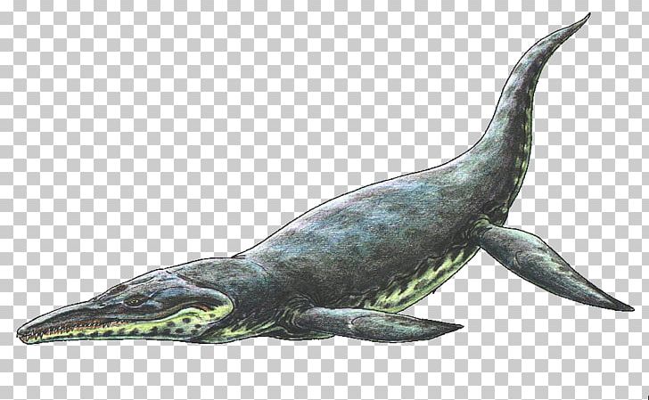 Kronosaurus Plesiosauria Reptile Woolungasaurus Glendowerensis Pliosauroidea PNG, Clipart, Alligator, Aptian, Cretaceous, Dinosaur, Early Cretaceous Free PNG Download