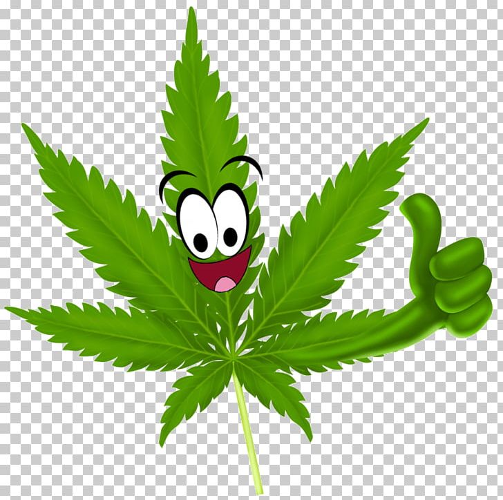 Medical Cannabis Legality Of Cannabis 420 Day Marijuana PNG, Clipart, 420 Day, Cannabidiol, Cannabis, Cannabis Cultivation, Cannabis In Oregon Free PNG Download