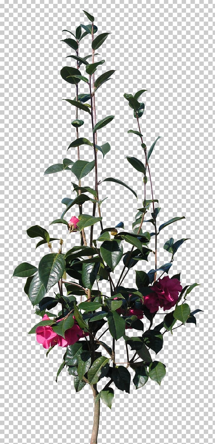 Television Flower Plant Stem PNG, Clipart, Branch, Download, Flower, Flowering Plant, Flowerpot Free PNG Download