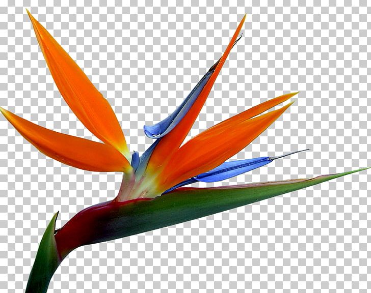 Bird-of-paradise Flower Bouquet Pattern PNG, Clipart, Animals, Beak, Bird, Birdofparadise, Bird Of Paradise Free PNG Download