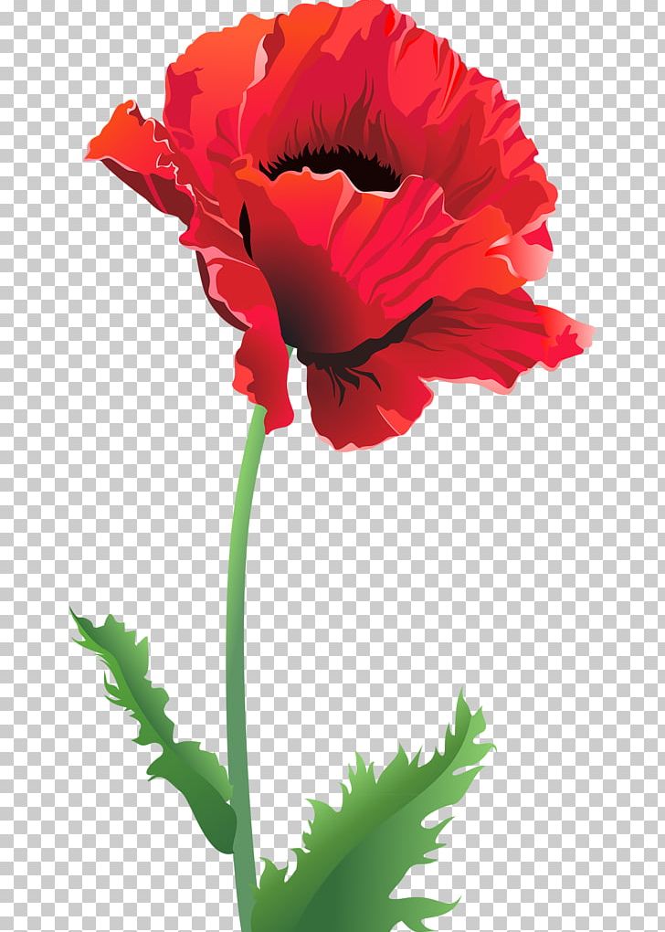 Common Poppy Remembrance Poppy Flower PNG, Clipart, Anemone, Annual Plant, Beautiful Flowers, California Poppy, Carnation Free PNG Download