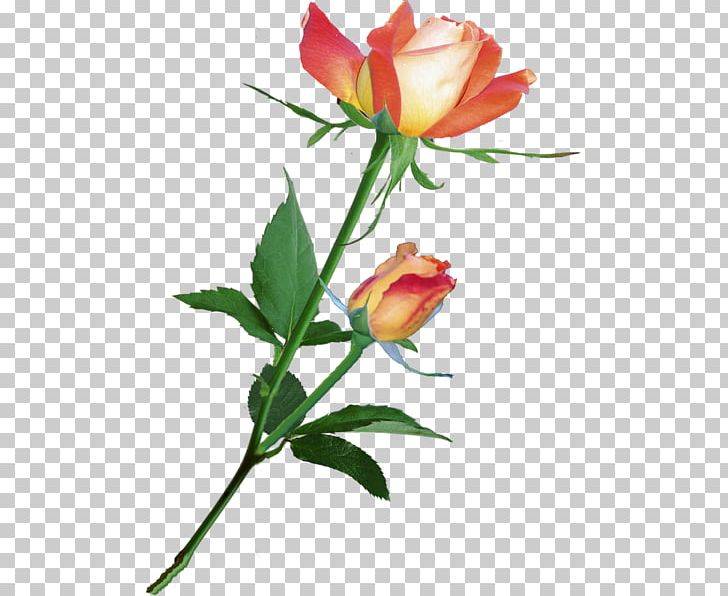 Garden Roses Floral Design Flower Centifolia Roses PNG, Clipart, Blog, Branch, Bud, Centifolia Roses, Cut Flowers Free PNG Download