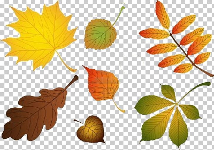 Leaf Birch PNG, Clipart, Autumn, Autumn Leaves, Birch, Branch, Cottonwood Free PNG Download