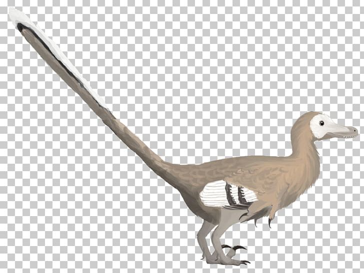 Velociraptor Bird Deinonychus Duck Dinosaur PNG, Clipart, Anchiornis, Animal Figure, Animals, Beak, Bird Free PNG Download