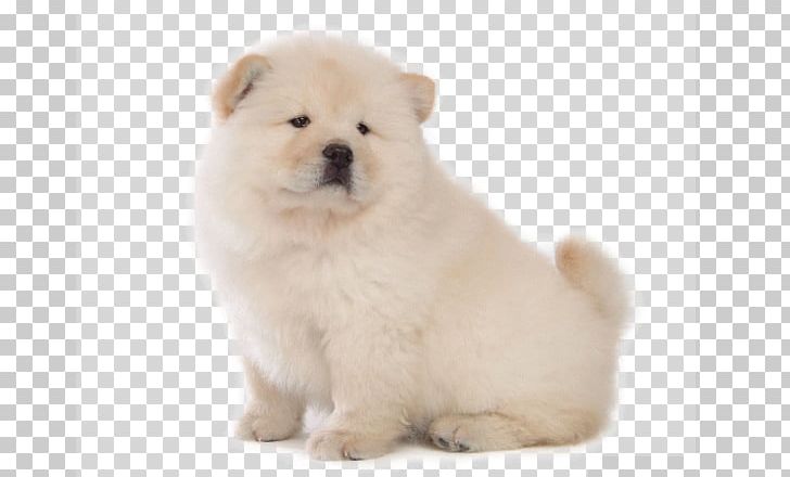 Chow Chow Yorkshire Terrier Puppy Dog Breed Dog Type PNG, Clipart, Ancient Dog Breeds, Breed Group Dog, Carnivoran, Cartoon, Companion Dog Free PNG Download