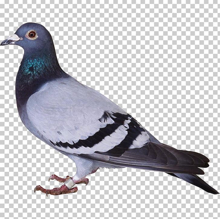 Consonant Hindi Domestic Pigeon Alphabet Columbidae PNG, Clipart, Alphabet, Beak, Bird, Columbidae, Consonant Free PNG Download