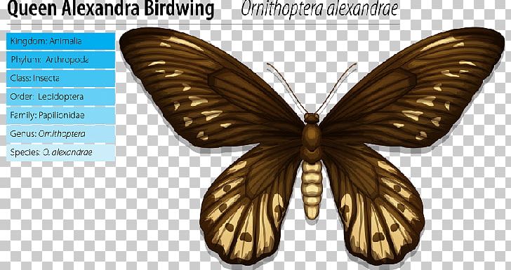 Queen Alexandra's Birdwing Queen Alexandra Memorial PNG, Clipart,  Free PNG Download