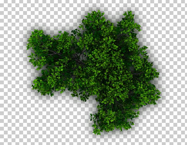 Shrub Tree Plant Evergreen PNG, Clipart, Biome, Com, Evergreen, Grass, Herb Free PNG Download