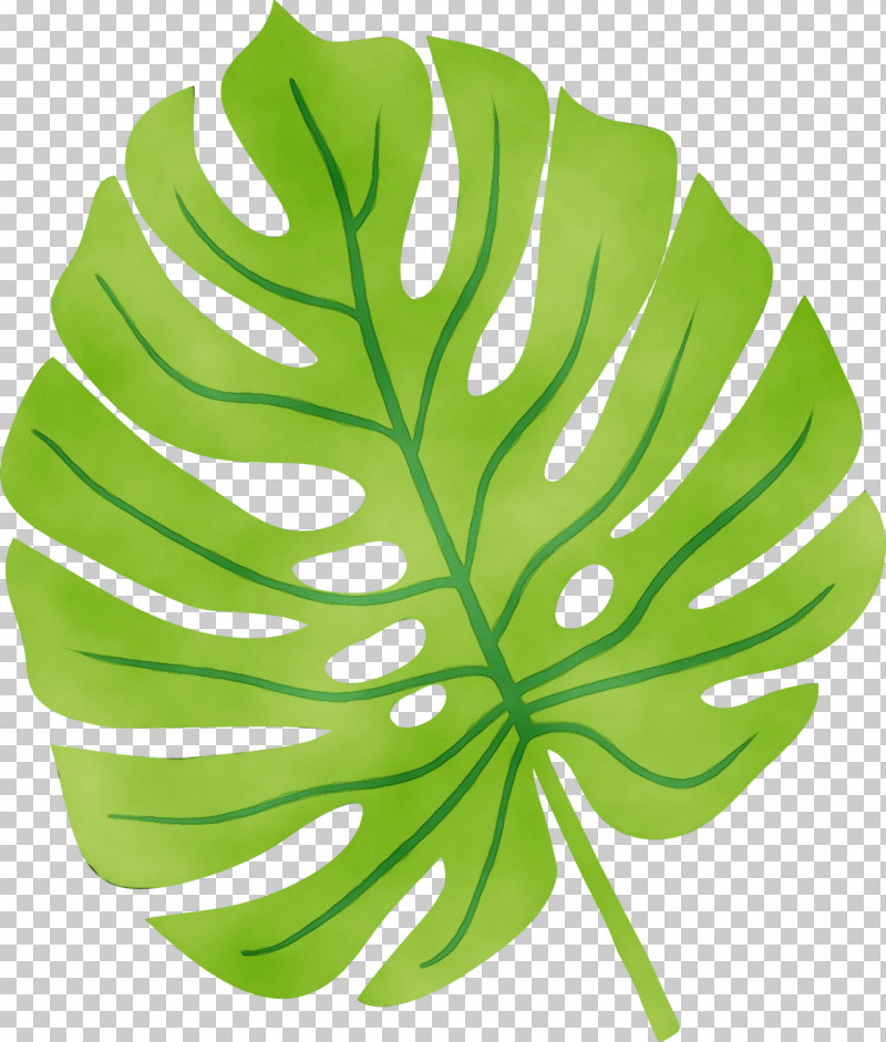 Leaf Plant Stem Green Tree Plant PNG, Clipart, Biology, Green, Leaf, Paint, Plant Free PNG Download