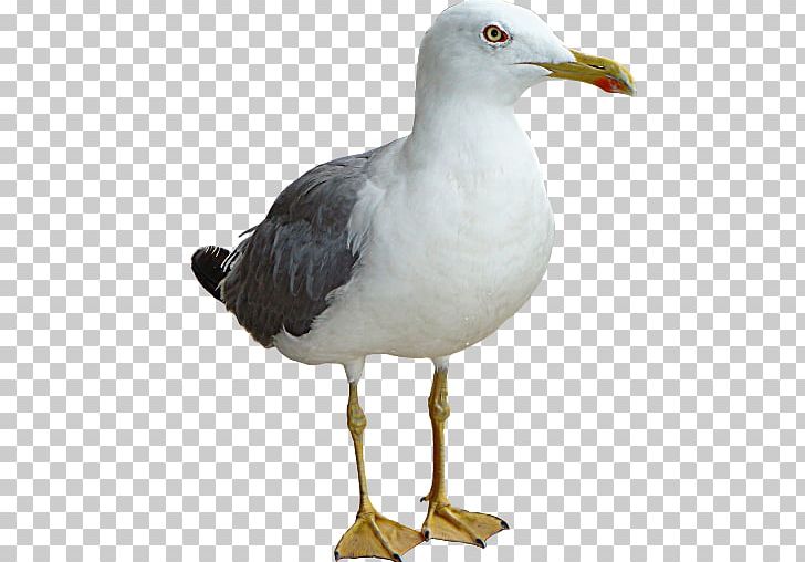 Gulls European Herring Gull PNG, Clipart, American Herring Gull, Bird, Charadriiformes, Desktop Wallpaper, Drawing Free PNG Download