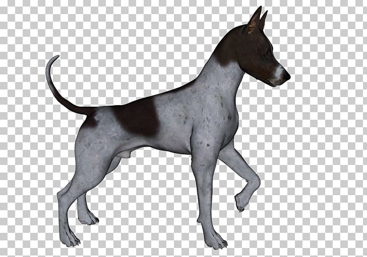 Manchester Terrier German Pinscher Miniature Pinscher Overall Jacket PNG, Clipart, Animal, Balfour Eastern Cape, Breed, Canidae, Carnivora Free PNG Download