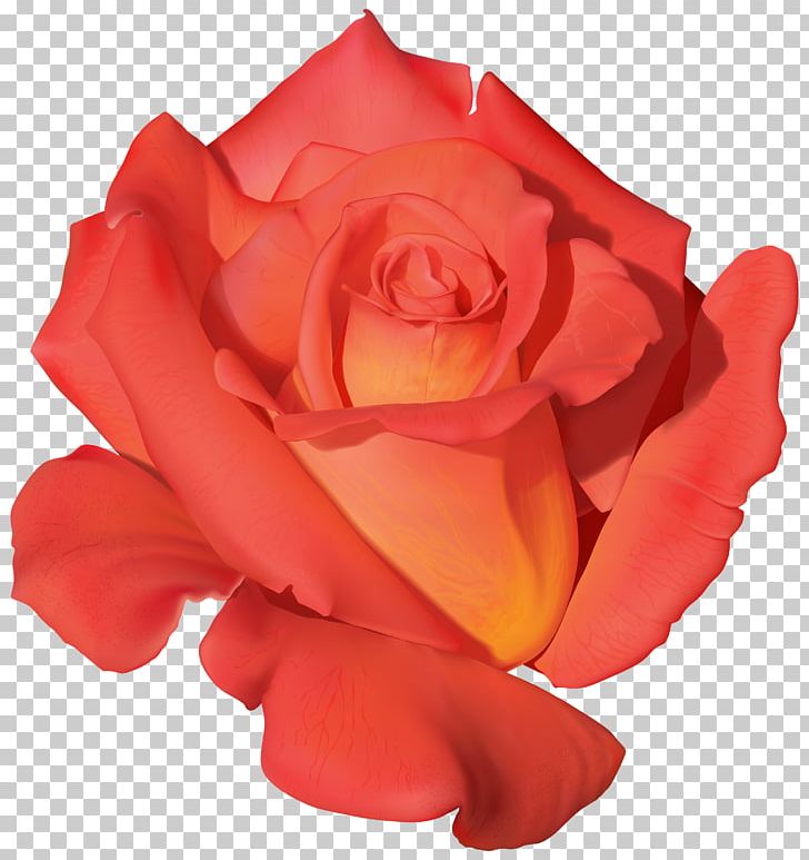 Rose Benih Orange Purple Flower PNG, Clipart, Benih, Bud, China Rose, Cut Flowers, Floribunda Free PNG Download