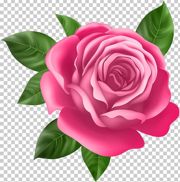 Rose Flower Desktop PNG, Clipart, Camellia, China Rose, Cut Flowers, Desktop Wallpaper, Floribunda Free PNG Download