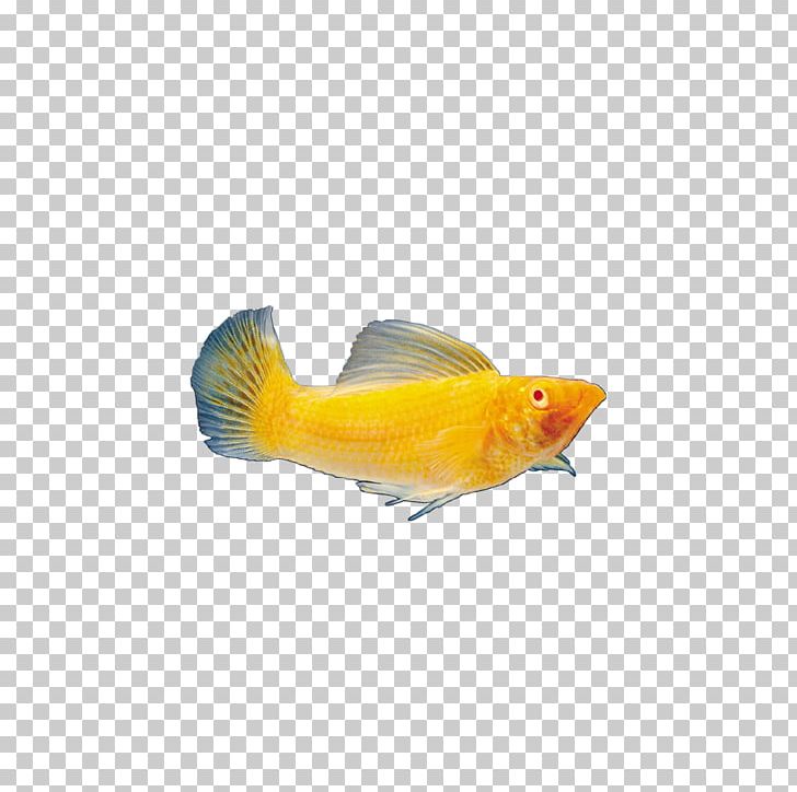 Fish Deep Sea Creature Marine Biology PNG, Clipart, Animal, Animal Prints, Animals, Aquarium Fish, Beak Free PNG Download