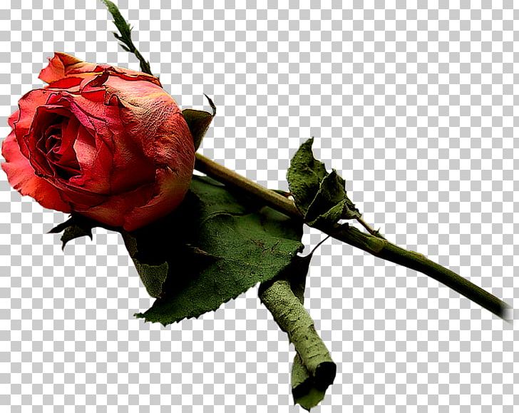 Garden Roses Red Rosa Brunonii PNG, Clipart, Blue, Blue Rose, Cut Flowers, Download, Flower Free PNG Download
