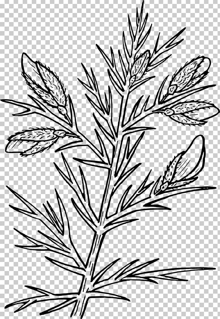 Gorse Drawing Thorns PNG, Clipart, Branch, Bush, Commodity, Drawing, Evergreen Free PNG Download