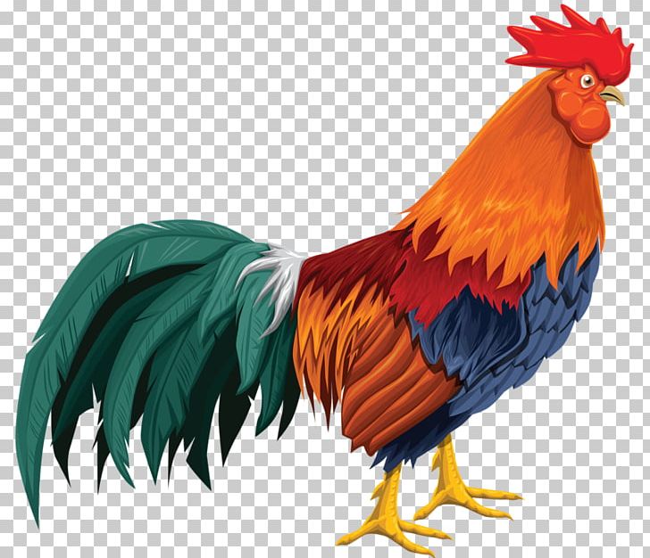 Rooster Chicken Cartoon PNG, Clipart, Albom, Animals, Animation, Beak, Bird  Free PNG Download