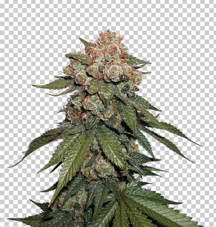 Skunk Seed Autoflowering Cannabis Cannabis Sativa Kush PNG, Clipart, Animals, Autoflowering Cannabis, Cannabis, Cannabis Sativa, Genetics Free PNG Download