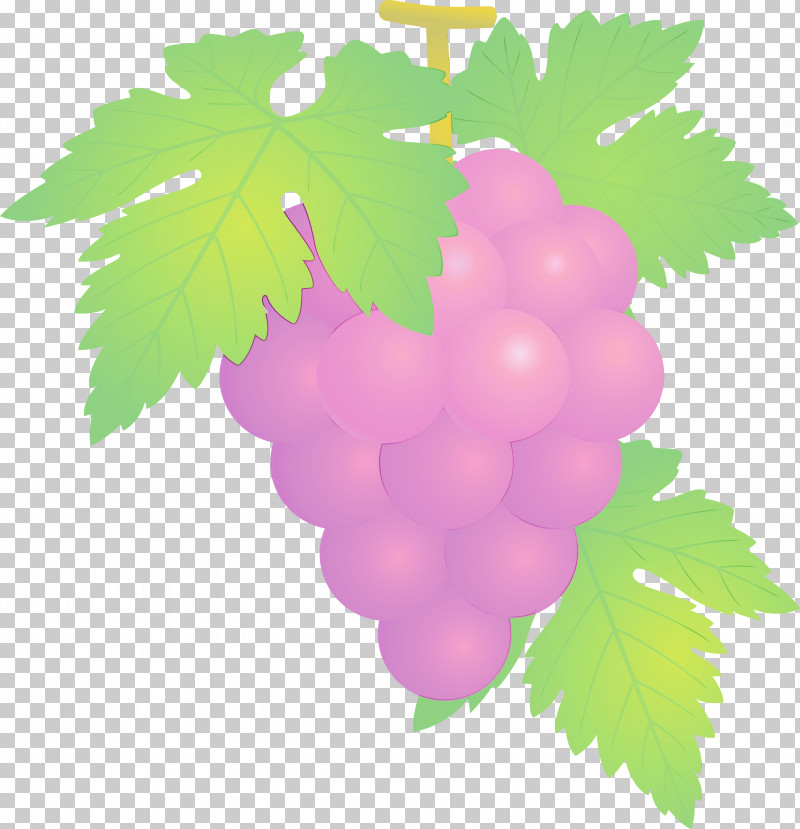 Grape Grape Leaves Leaf Green Grapevine Family PNG, Clipart, Flower, Fruit, Grape, Grape Leaves, Grapes Free PNG Download