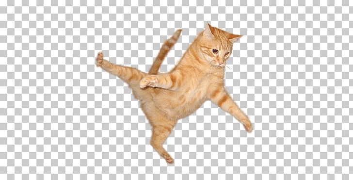 Cat Jump PNG, Clipart, Animals, Cats Free PNG Download