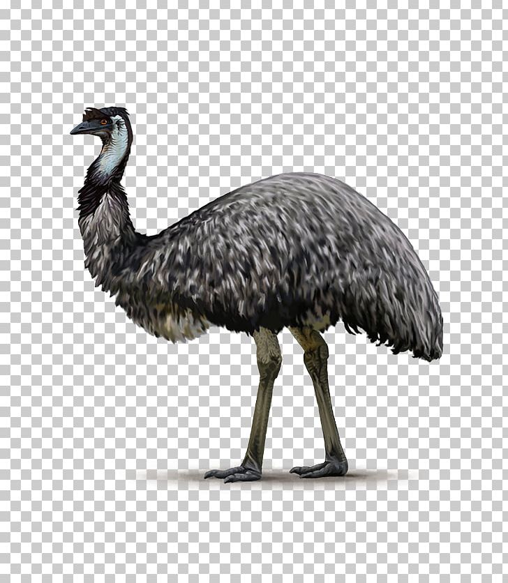 Common Ostrich Flightless Bird Emu Ratite PNG, Clipart, Animals, Beak, Bird, Bird Egg, Cassowary Free PNG Download