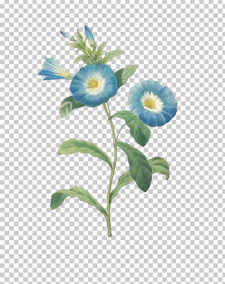 Convolvulus Tricolor Botanical Illustration Morning Glory Flower Botany PNG, Clipart, Art, Bindweed, Blue, Blue, Blue Abstract Free PNG Download